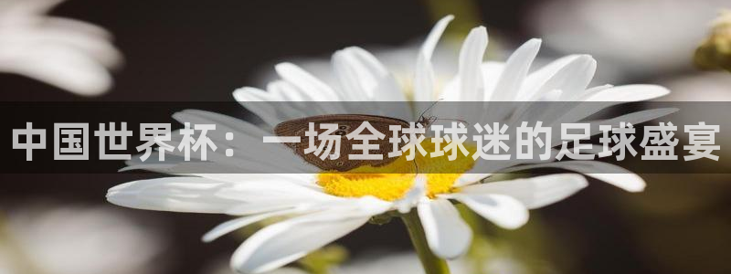 世界杯预选赛：中国世界杯：一场全球球迷的足球盛宴