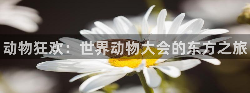 2026世预赛赛程表：动物狂欢：世界动物大会的东方之旅